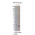 Recombinant Sortase A - 5M